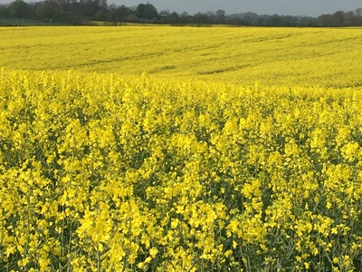 Blühendes Rapsfeld Blühendes Rapsfeld