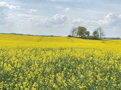 Rapsblüte Rapsblüte