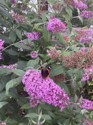 Besuch beim Schmetterlingsflieder Besuch beim Schmetterlingsflieder