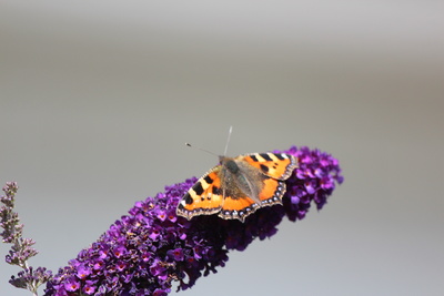 Schmetterling auf Sommerflieder Schmetterling auf Sommerflieder