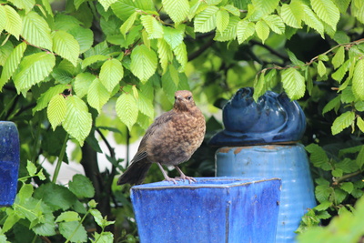 Junge, neugierige Amsel Junge, neugierige Amsel