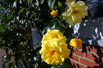 Gelbe Rose Gelbe Rose