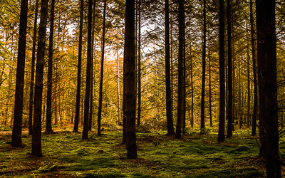 Herbstwald Herbstwald