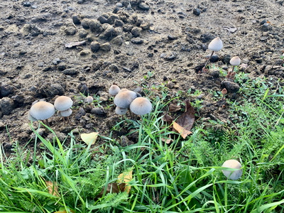 Magic Mushrooms ohne Magic
