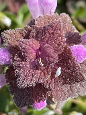 Purpurrote Taubennessel