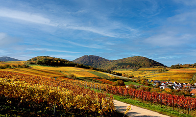 Weinberge Im Herbst