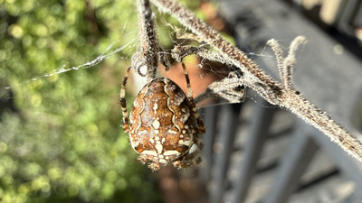 Gartenkreuzspinne