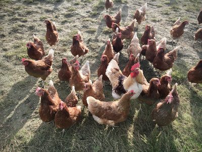 Freiland-Hühner Freiland-Hühner