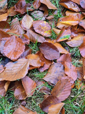 Herbstlaub Herbstlaub