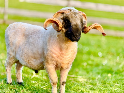 Walliser Schwarznasenschaf Walliser Schwarznasenschaf