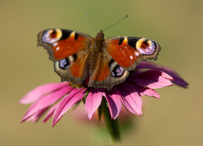 Tagpfauenauge Tagpfauenauge