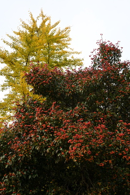 Rot leuchten die Zieräpfel