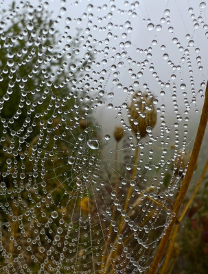 Spinnennetz im Morgentau