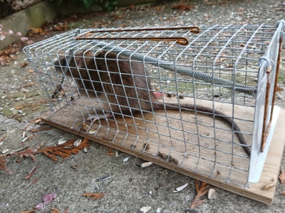 Große Maus in der Falle