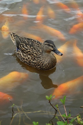 Ente im Wasser