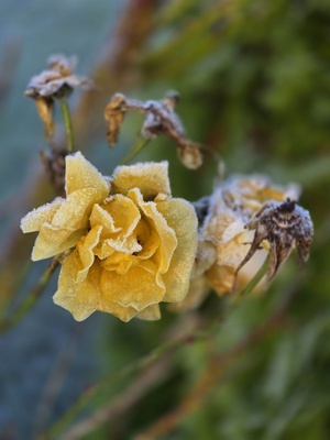 Gelbe Rose im Frostkleid