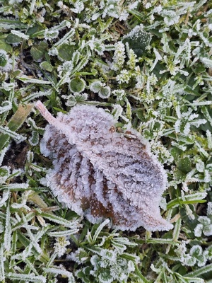 Ein frostiges Blatt