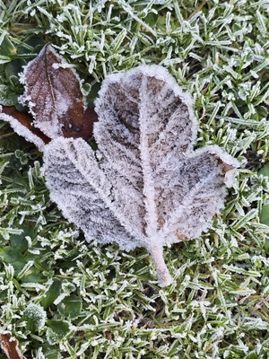 Ein Blatt im Winter