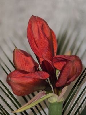 Schöne Amaryllis