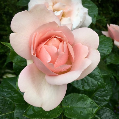 Rose mit Wassertropfen