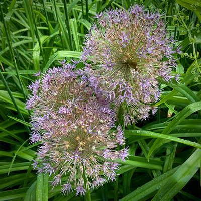 Sternkugellauch am Lietzensee