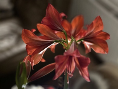 Amaryllis