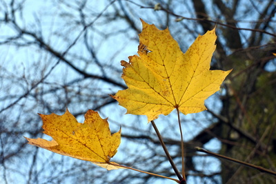 Gelb Leuchten die Herbstblätter