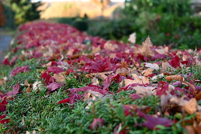 Rote Ahronblätter auf der Hecke