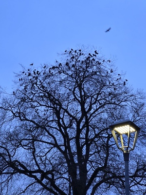 Ein Baum voller Krähen