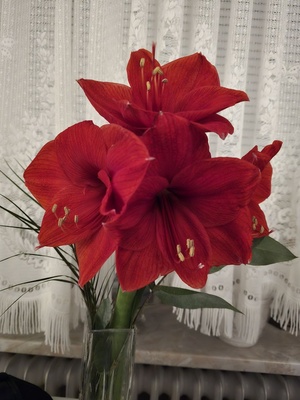 Rote Amaryllis