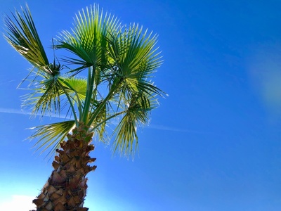 Palme vor blau
