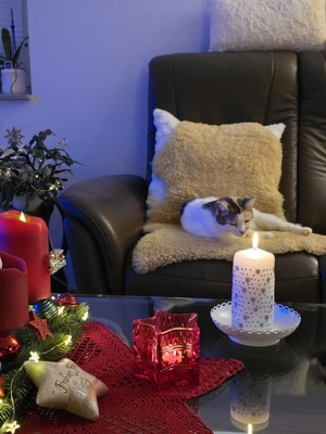 Weihnachtliche Katze