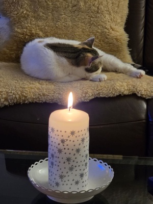 Katze und Kerzenlicht