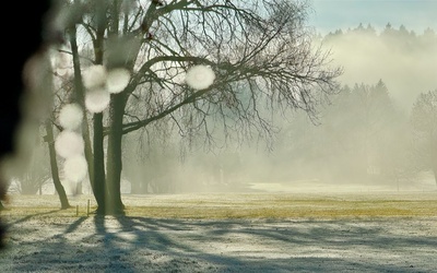 Morgennebel im Schwarzwald
