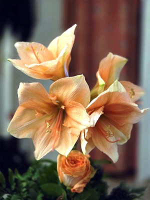 Amaryllis