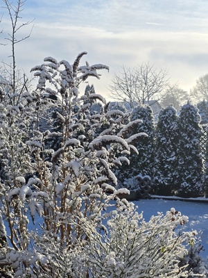 Winter im Garten