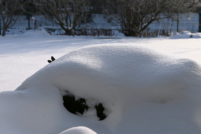 Schnee....