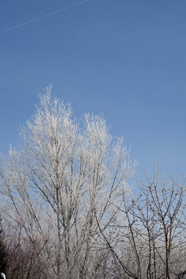 Reif an den B&auml;umen nach kalter Nacht