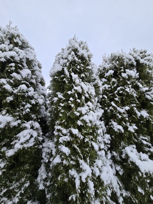Schnee auf Thuja