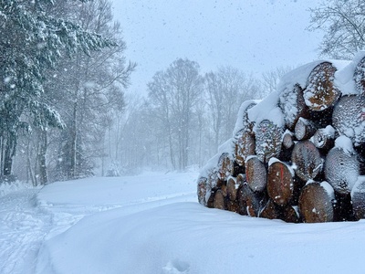 Schneesturm im Wald