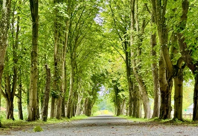 Alleeb&auml;ume im Sommer