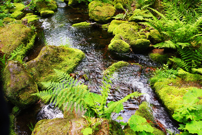 Quellbach im Schwarzwald