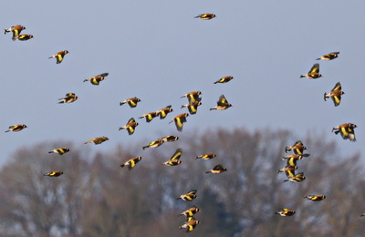 ein schwarm stieglitze im wietingsmoor
