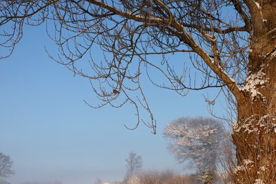 V&ouml;gel im Winter