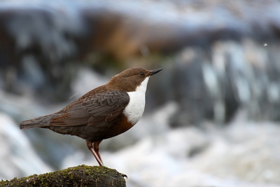 Konservenmaterial Cannon EOS 30D