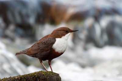 Konservenmaterial Cannon EOS 30D