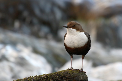 Konservenmaterial Cannon EOS 30D