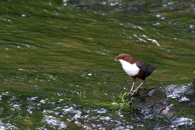 Konservenmaterial Cannon EOS 30D