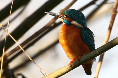 Konservenmaterial Cannon EOS 30D