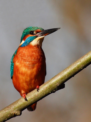 Konservenmaterial Cannon EOS 30D